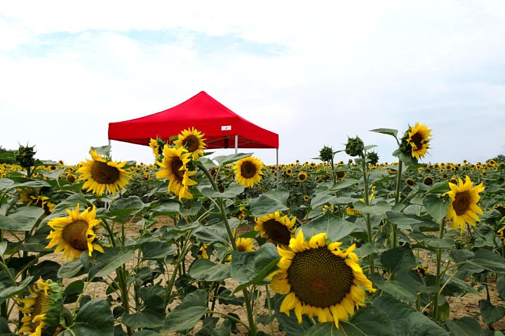 3x4,5m sklopivi šatori
