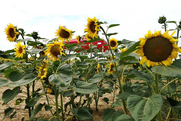 Prodajem party šatori 3x6m